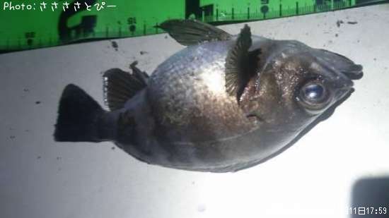 ��Х������