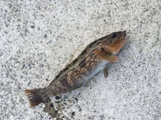 �����ʥ�