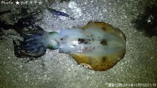 �����ꥤ��