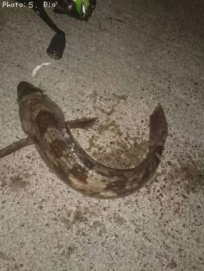 �����ʥ�