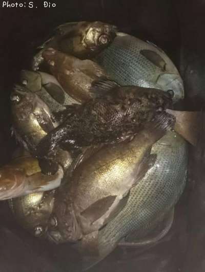 ��Х롢��饽���������ʥ�