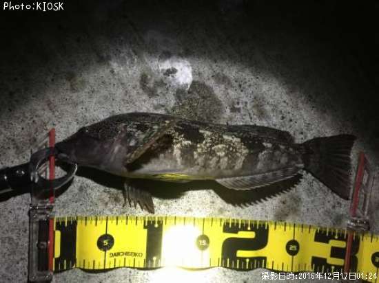 �����ʥ�