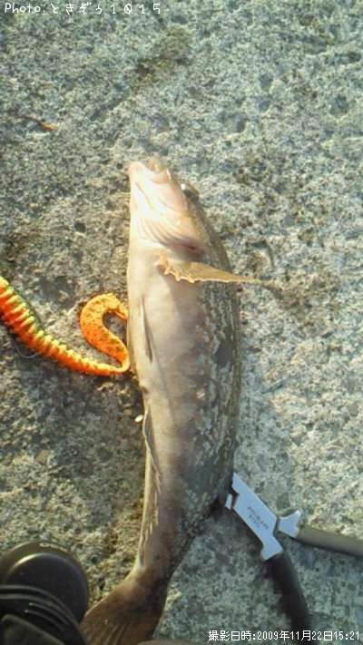 �����ʥ�