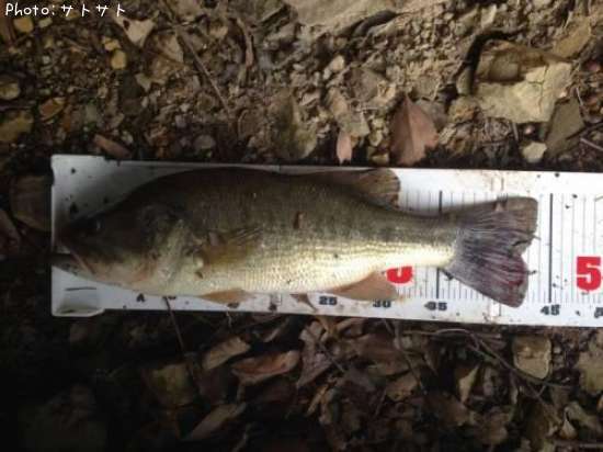 �֥�å��Х�