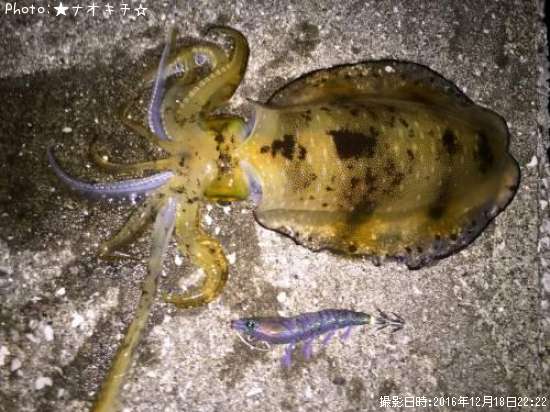 �����ꥤ��