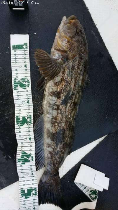 �����ʥ�