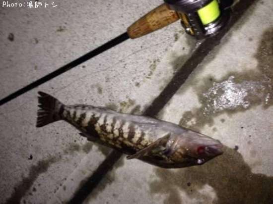 �����ʥ�