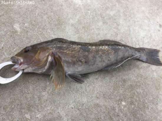 �����ʥ�