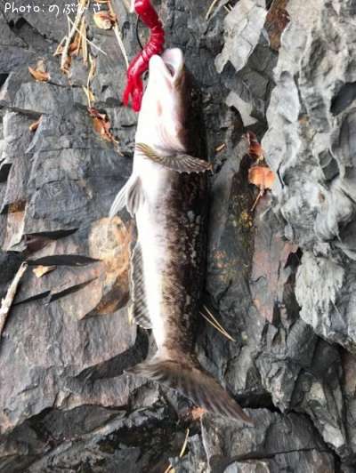 �����ʥ�