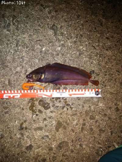 �������������ʥ�