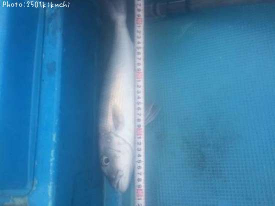 �������ӥ�