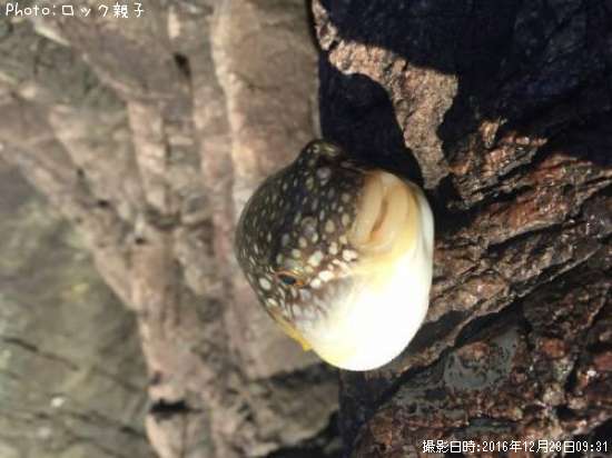 �����ա�