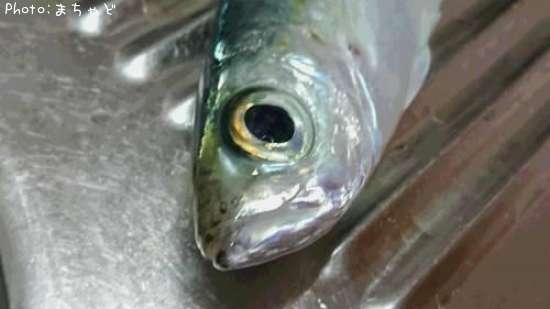 �������ڥᥢ����