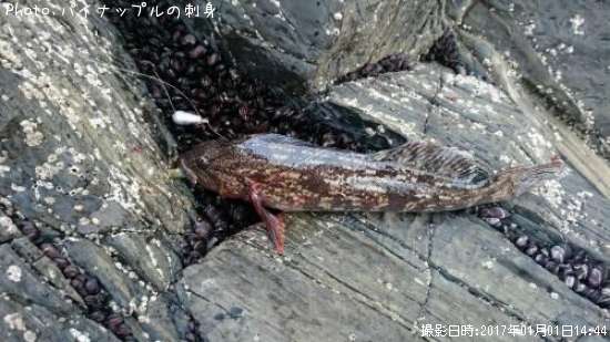 �����ʥ�