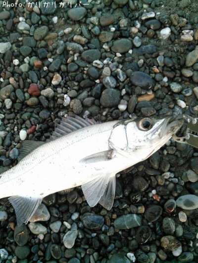 ���ڥեå���