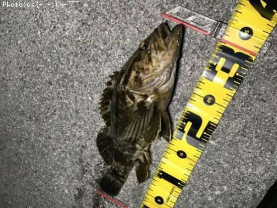 �٥å�������