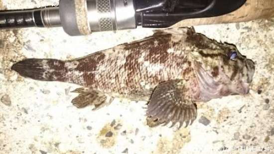 �����Υ�����