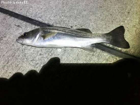 �����Х�