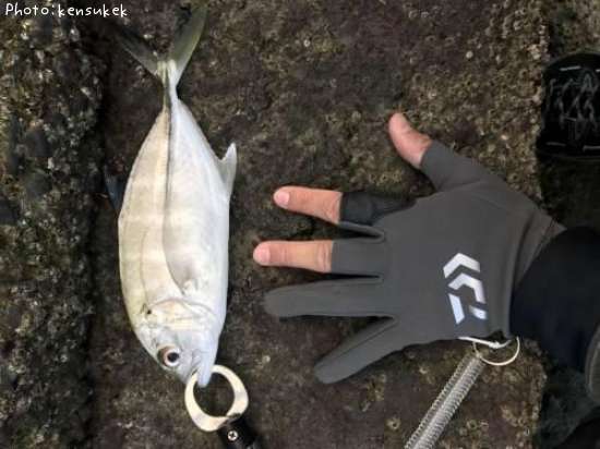 ���󥬥ᥢ��