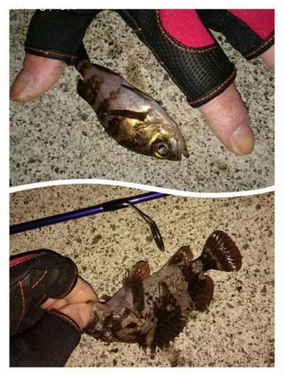 �ͥ����յ���