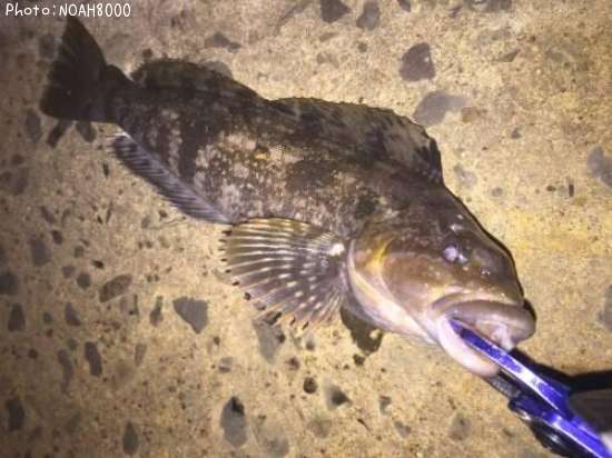 �����ʥ�