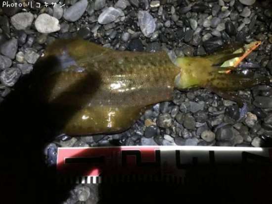 �����ꥤ��