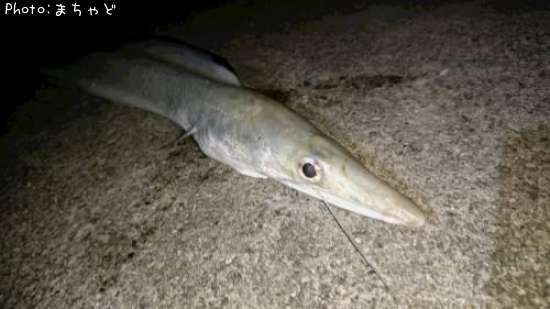 ���ꥢ�ʥ�