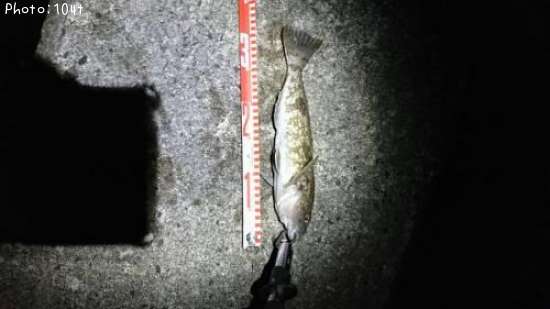 �����ʥ�