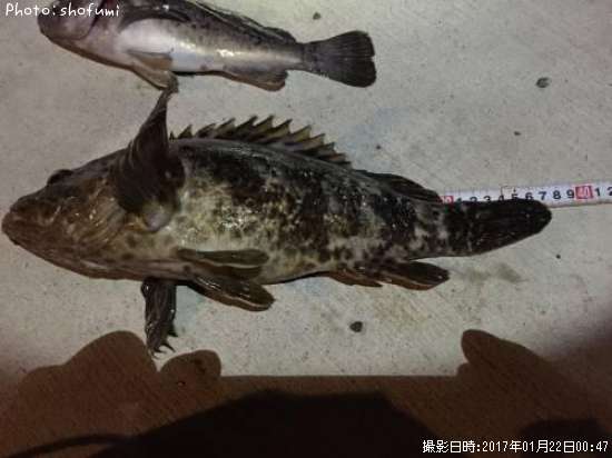 �٥å�������