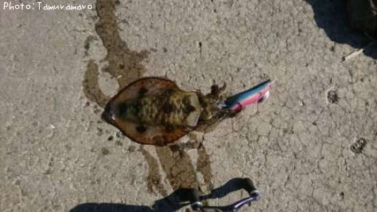 �����ꥤ��