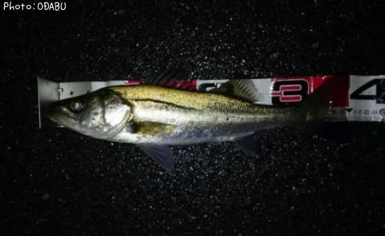 �����Х�