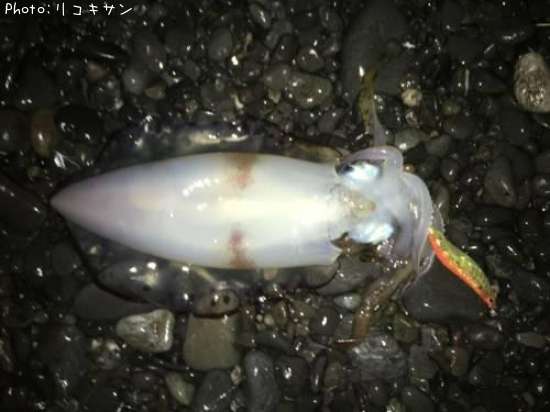 �����ꥤ��