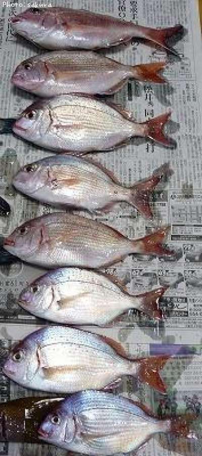 ���䡦����