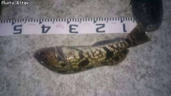 �����ʥ�