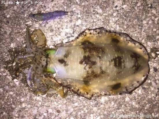 �����ꥤ��