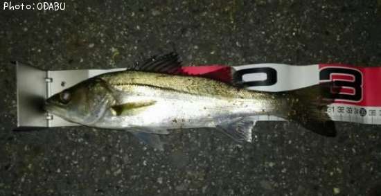 �����Х�