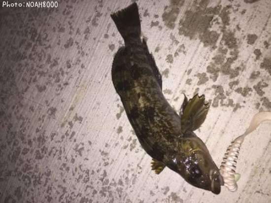 �����ʥ�