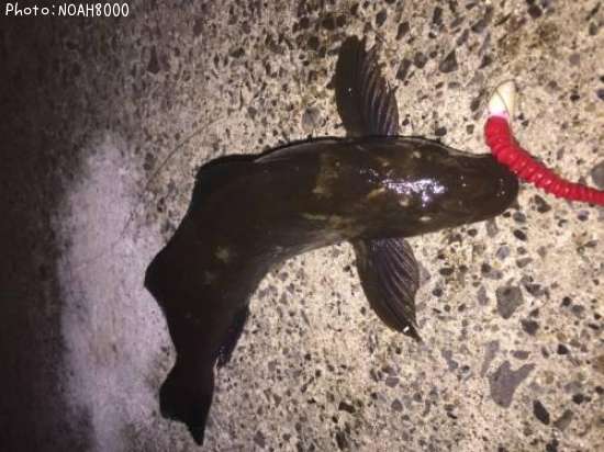 �����ʥ�