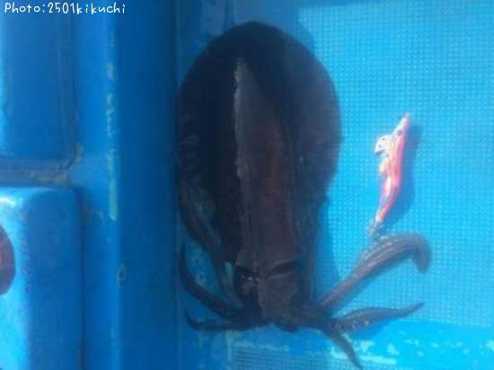 �����ꥤ��