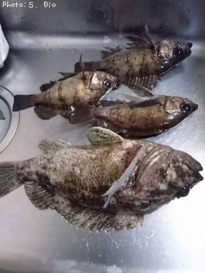 ��Х롢��饽��