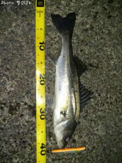 �����Х�