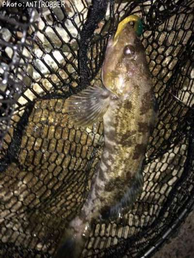 �����ʥ�