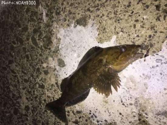 �����ʥ�