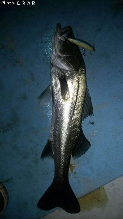 �����Х�