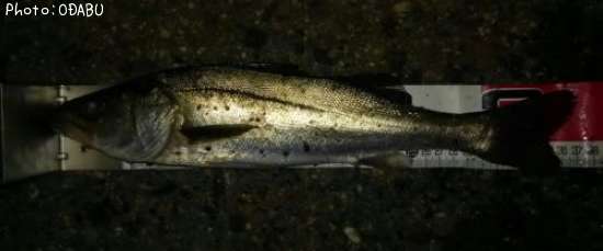 �����Х�