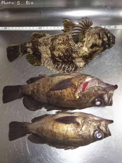 ��Х롢��饽��