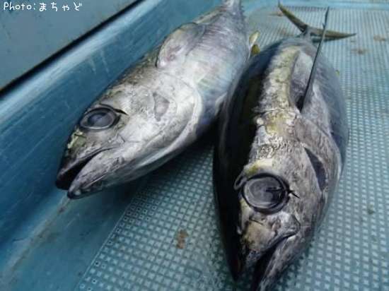 �ߡ����ӡڥ�Х��ޥ�����