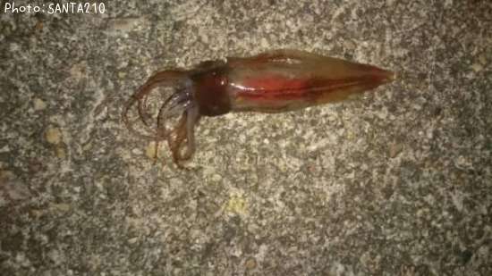 �ۥ��륤��