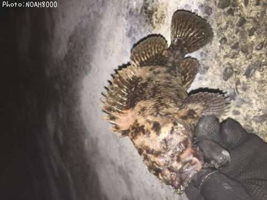 �٥å�������