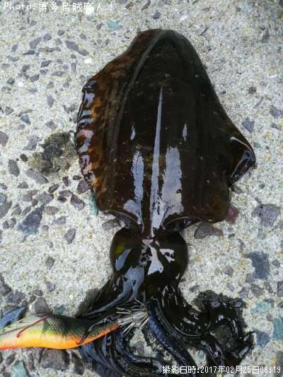 �����ꥤ��